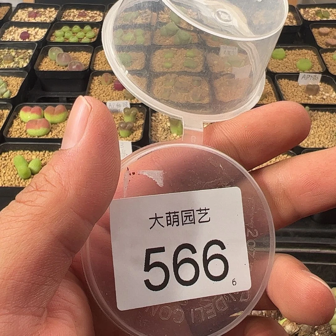 ❤**海0000566 一物一拍……