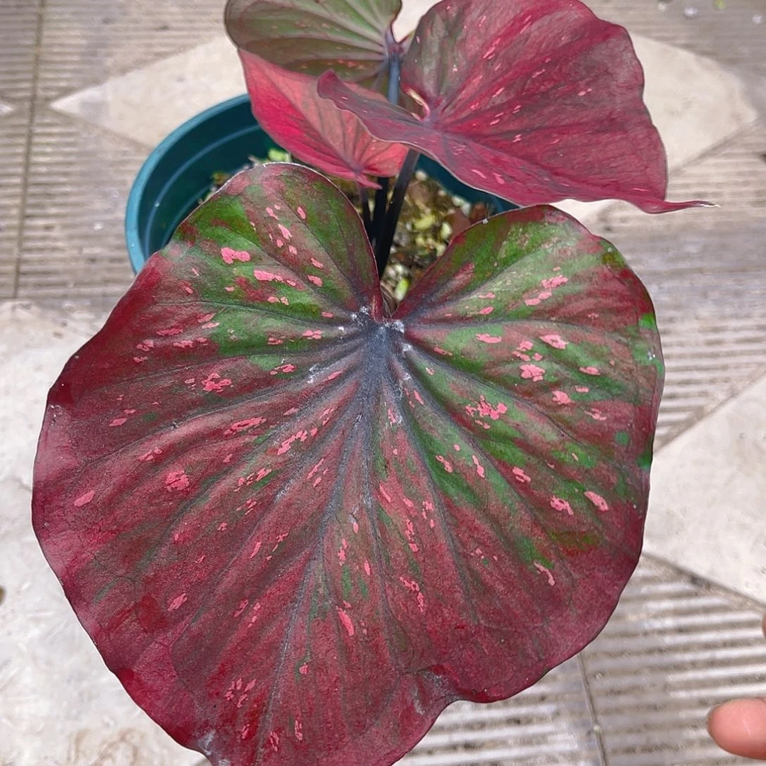 完全开放泰彩一物一拍1283