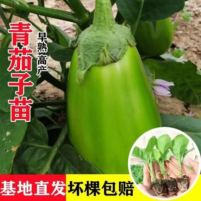 绿冠茄子秧苗东北青茄子绿皮长茄苗大龙长茄圆茄种子四季蔬菜花