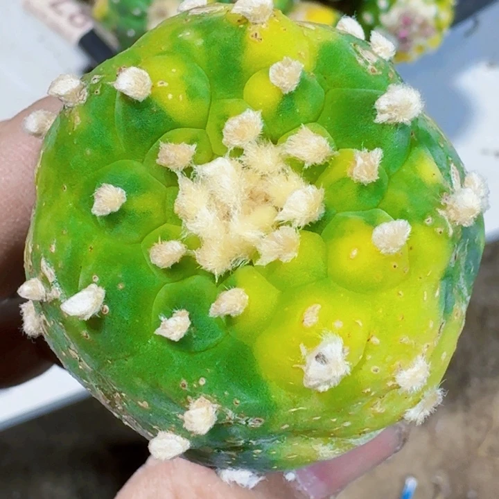 福利苗接银锦183