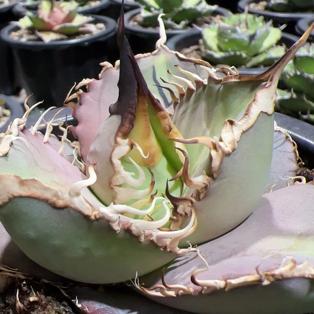 小**学龙舌兰仁王冠实生