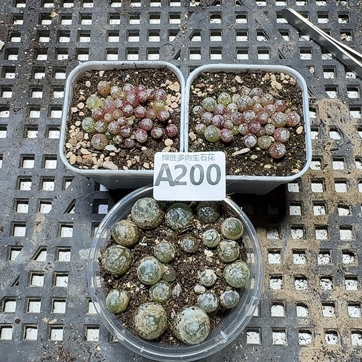 坨***坨200 多肉植物多肉植物