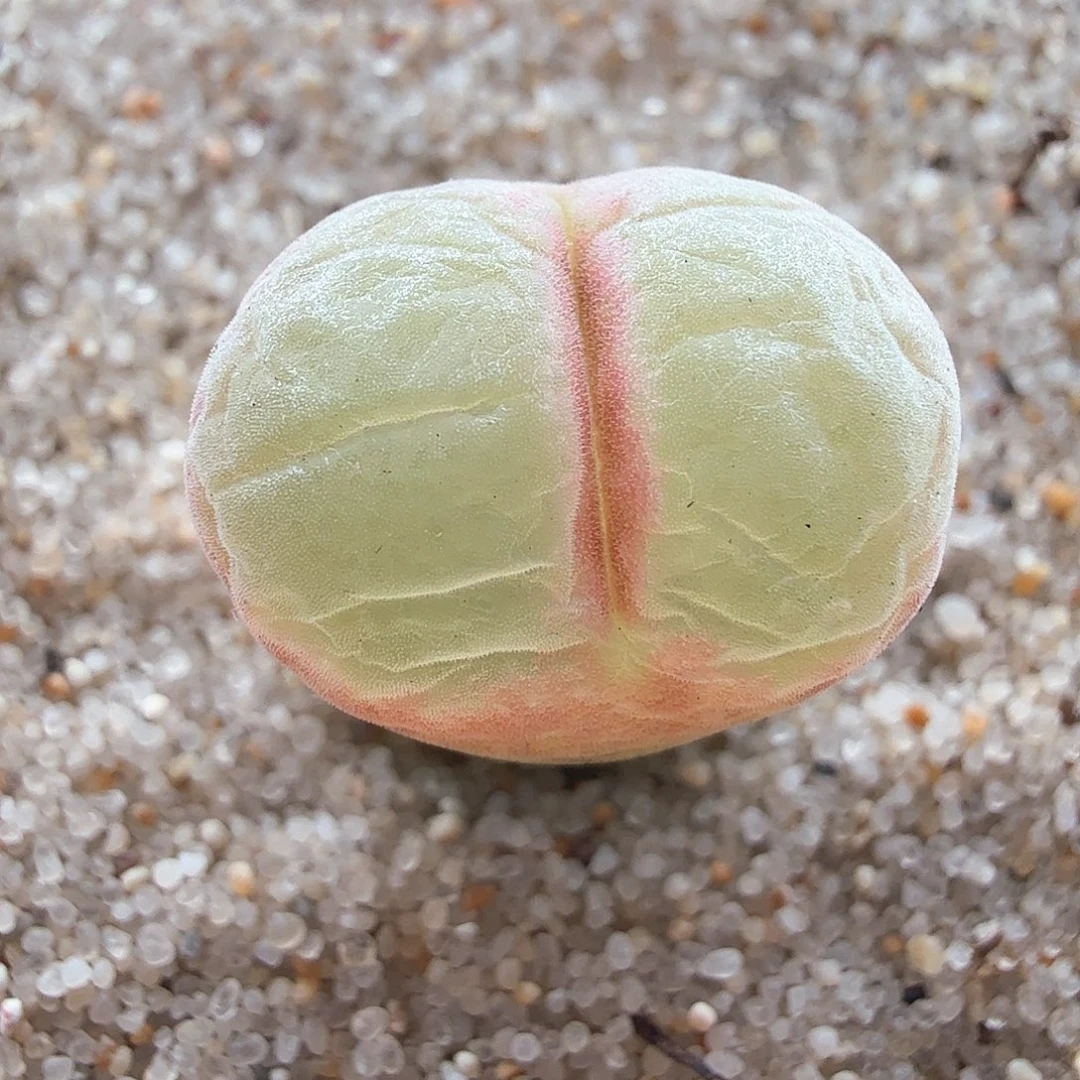 2.22.41/5年粉红女郎1.4厘米/多肉植物