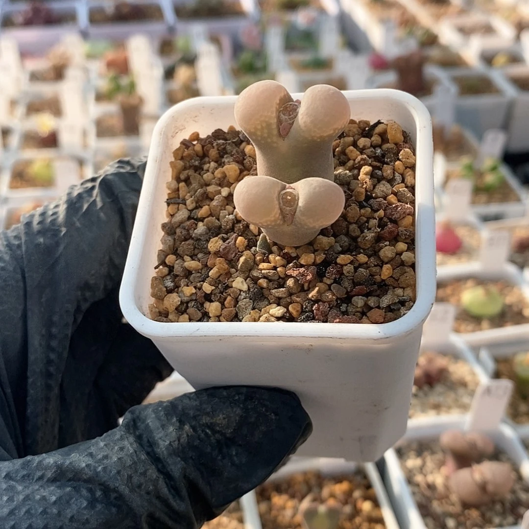 一物一拍双头粉窗风铃