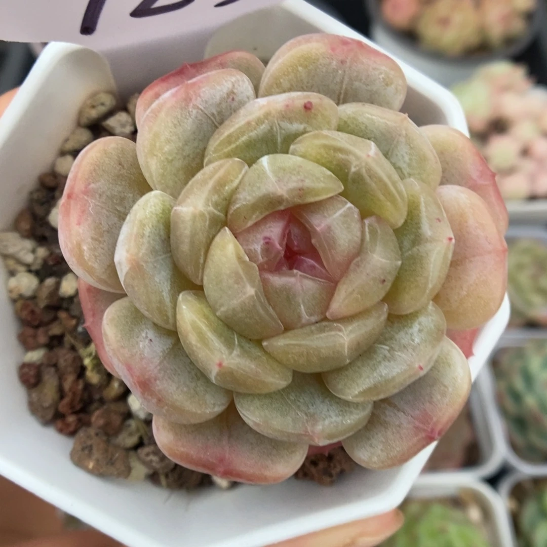 白色恋人可拍723号