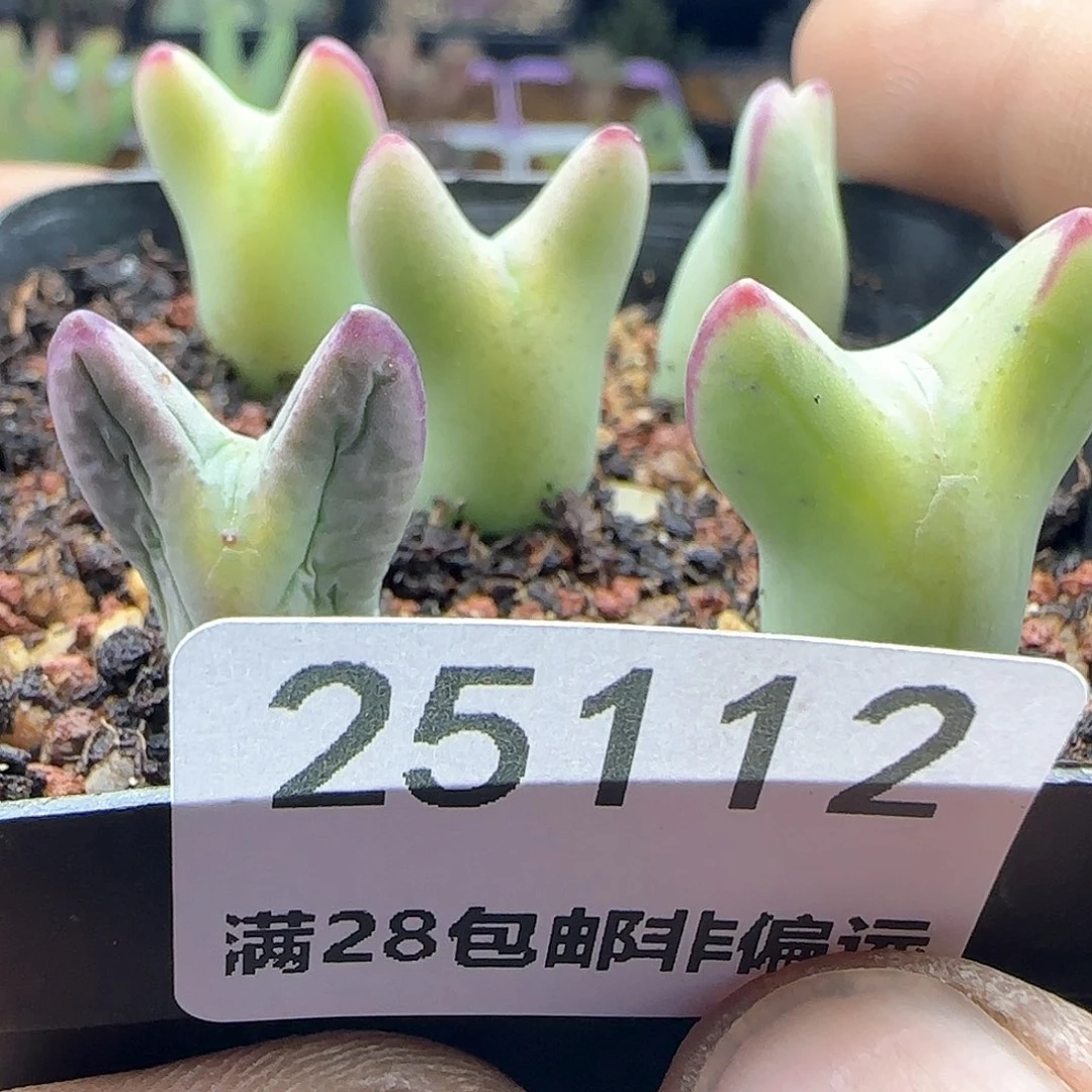 一****y脱土满38包邮25113