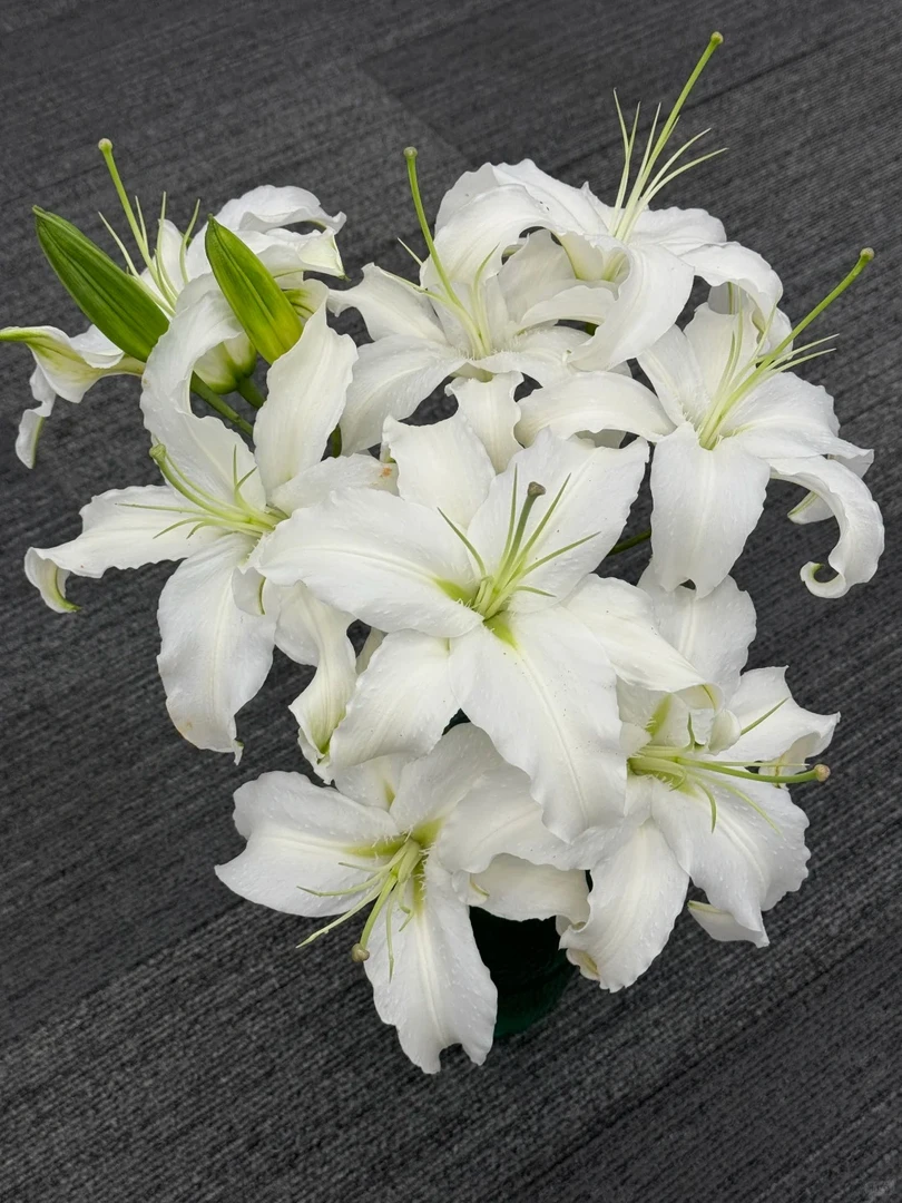 【西伯利亚香水百合】多头5支20个花苞   1单包邮发京东/顺丰