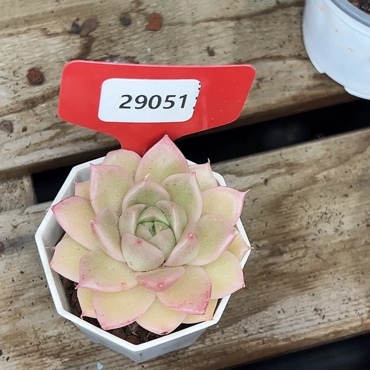 霏***的糖心。    29051号。