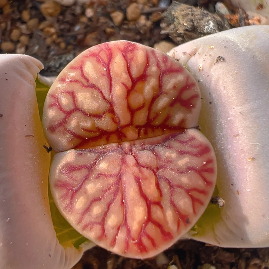 深***觉88多肉植物百科知识