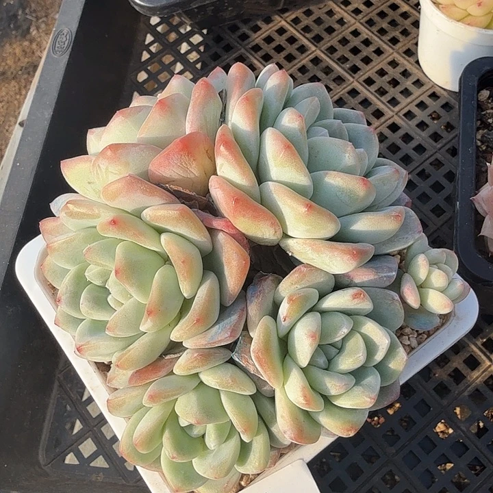 0117-30 冰玉优选