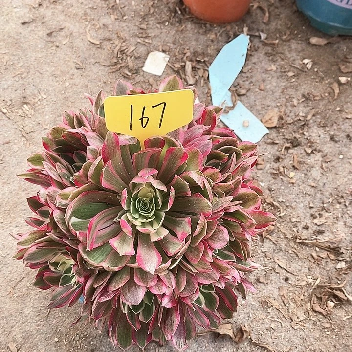 167 一颗孔雀翎法师多肉