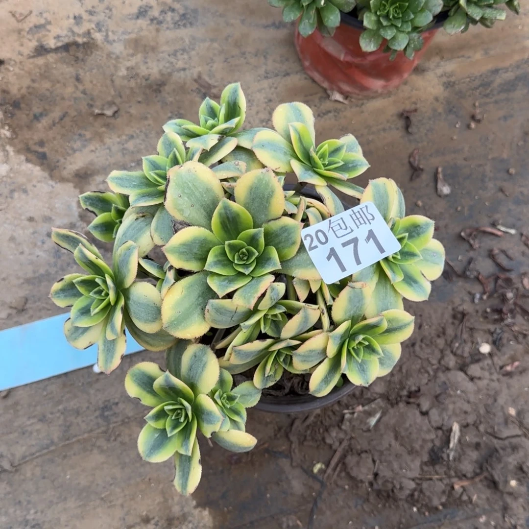 星爆171满20包邮断枝不包