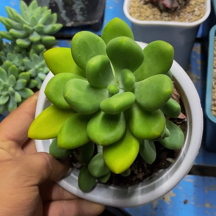 芒果奶老桩一物一拍