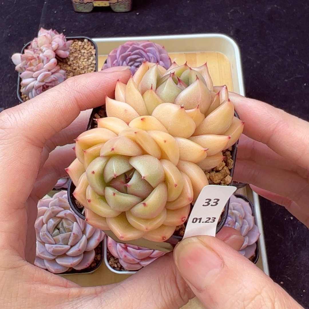 晴空珍妮33、哈哈哈哈