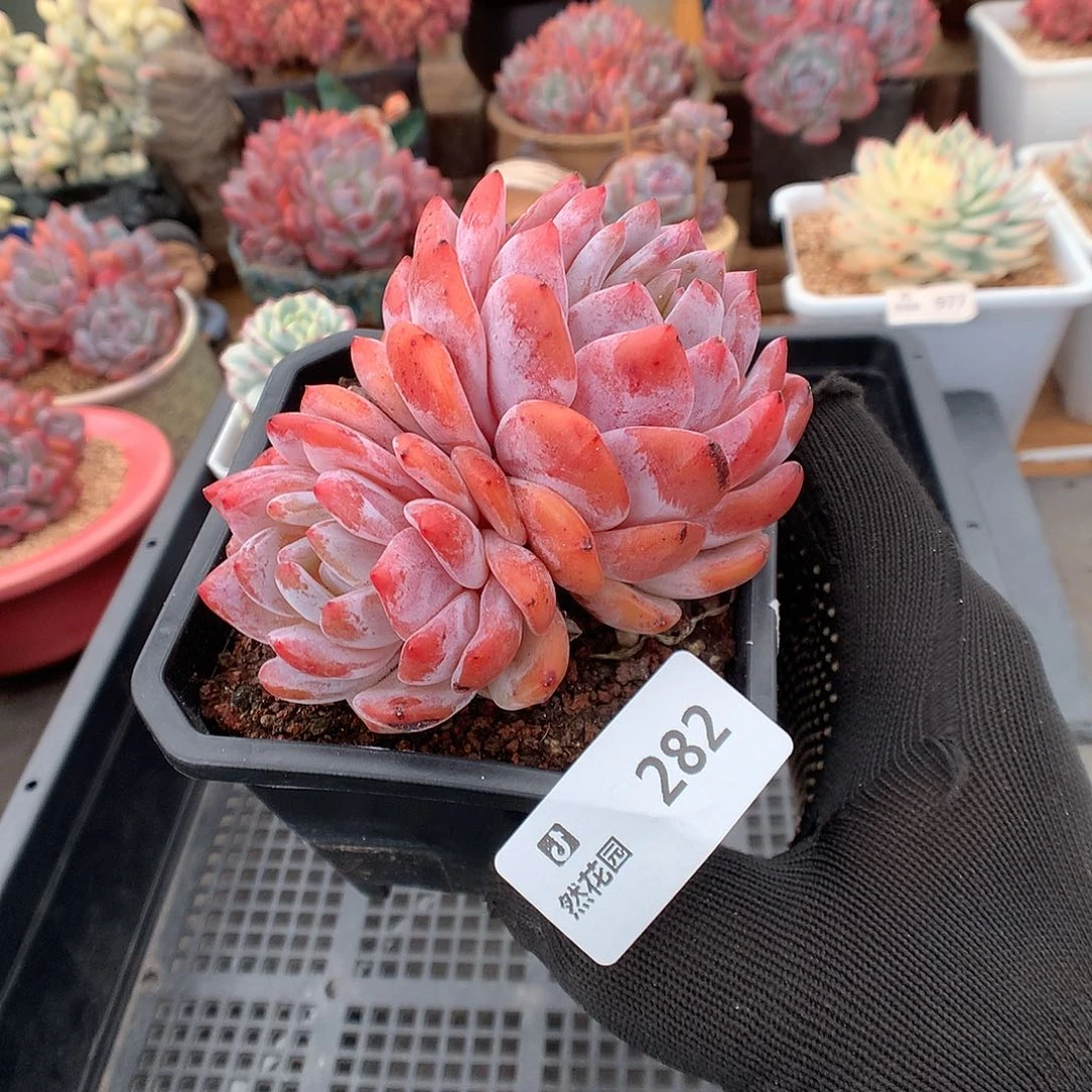 282雪天使多肉植物6666