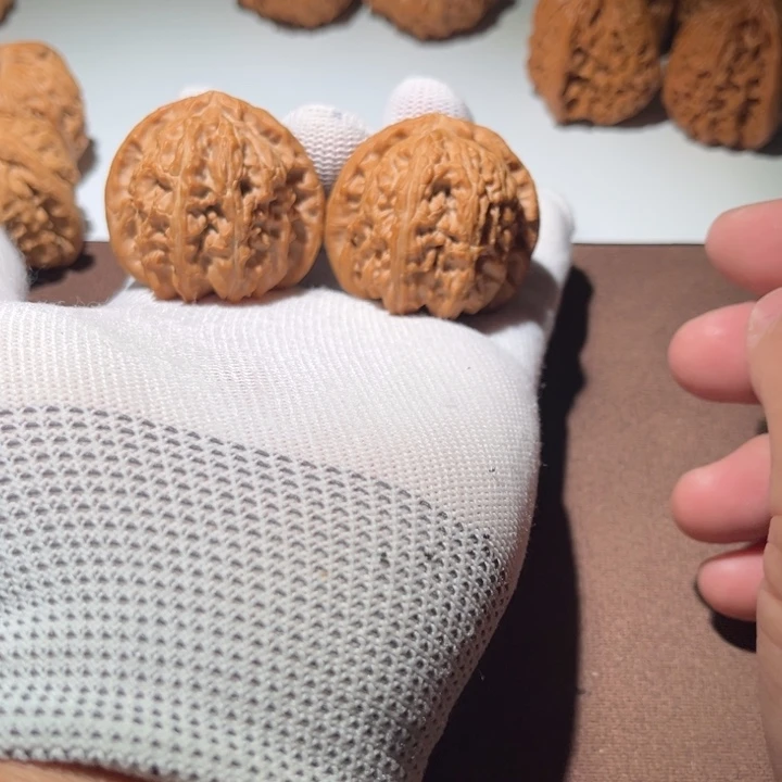 高***哈精品白狮子41尺寸