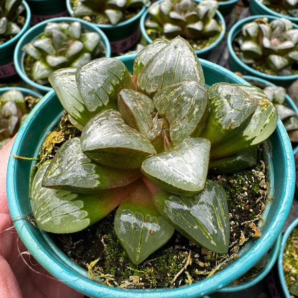 多肉玉露十二卷 母本株银龟寿 室内外好养盆栽 带盆土发货