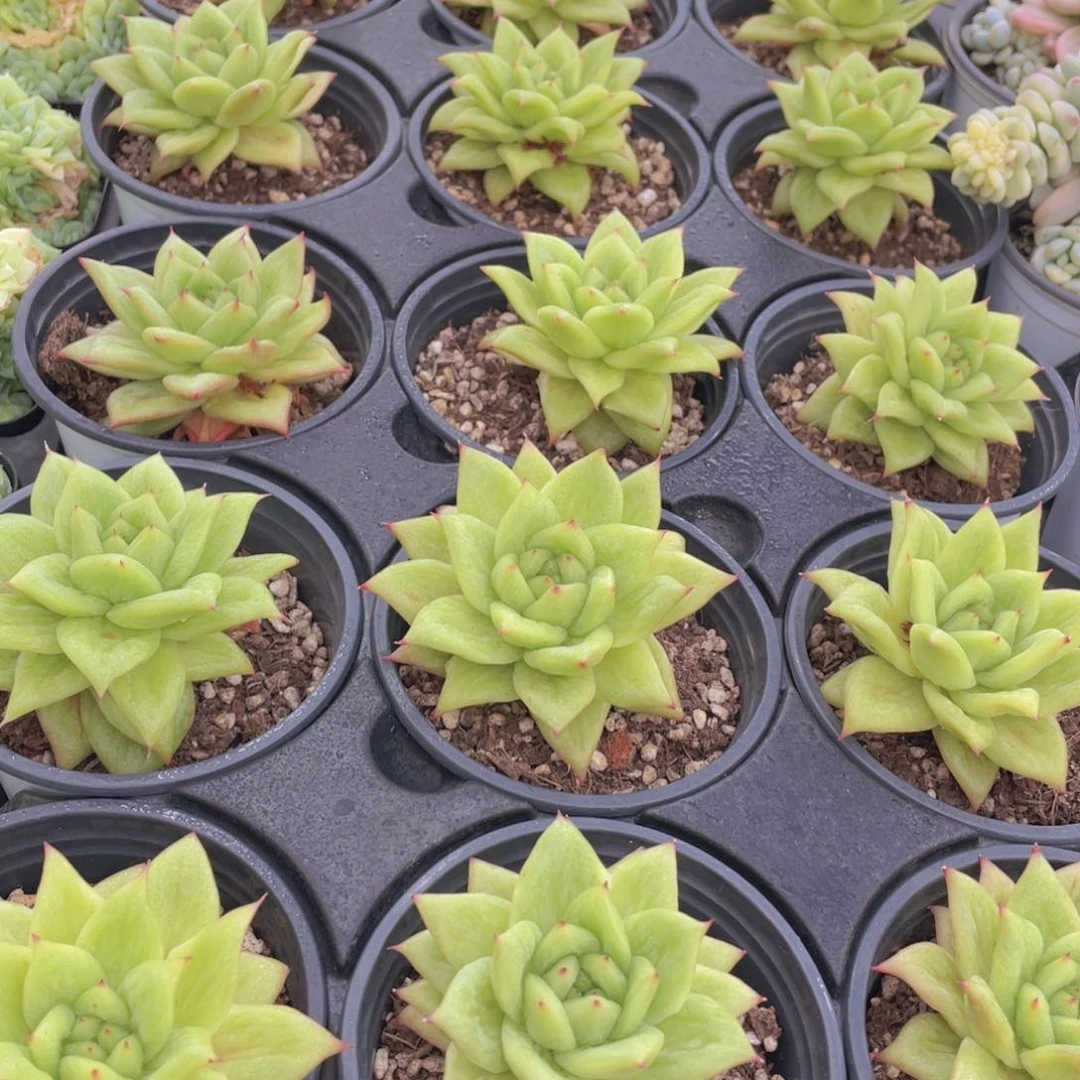 193号 蔷薇玛利亚锦单头一个