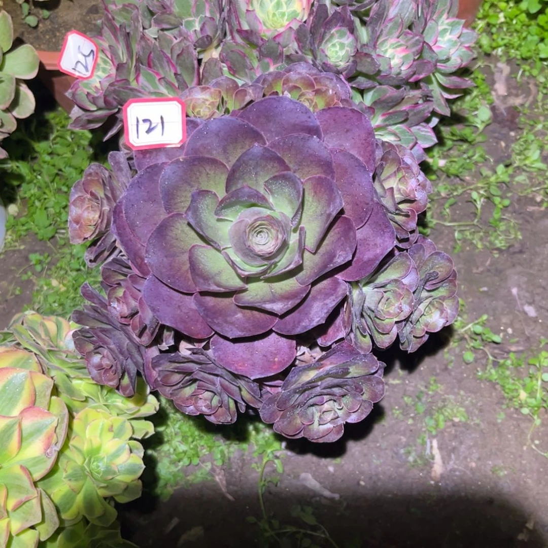 121多肉植物魅金玫瑰