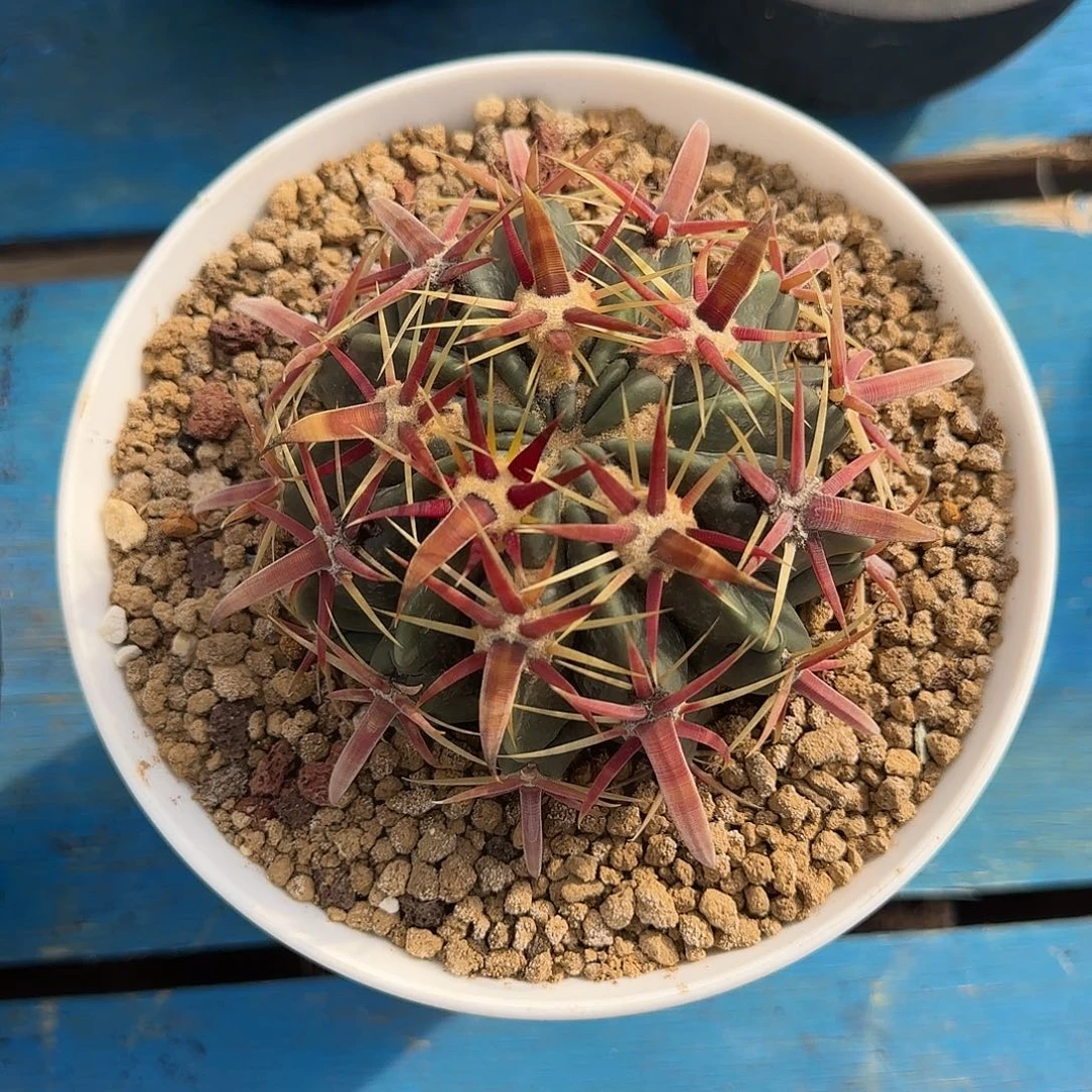 云南实生日出仙人球