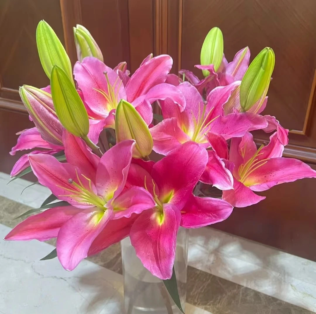 【云霄花卉】【特红百合】云南香水百合【任意两单顺丰冷链包邮】