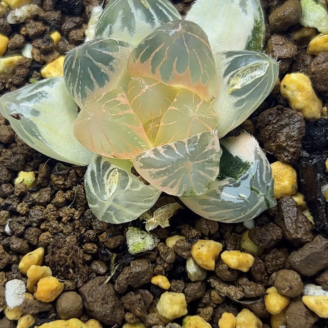 糊斑龙爪锦十二卷多肉植物