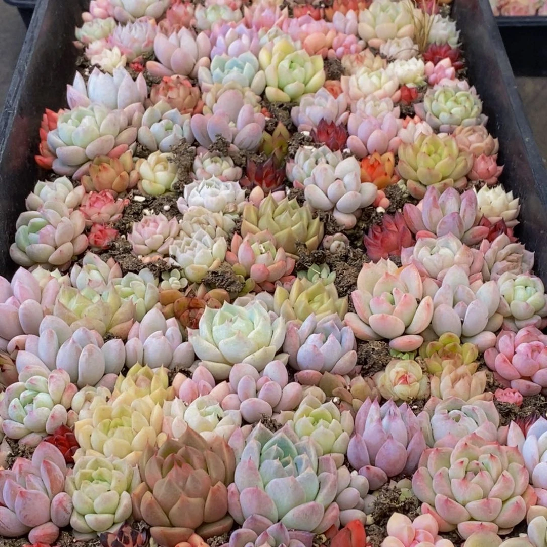 584多肉植物保护研究所所长助理研究员