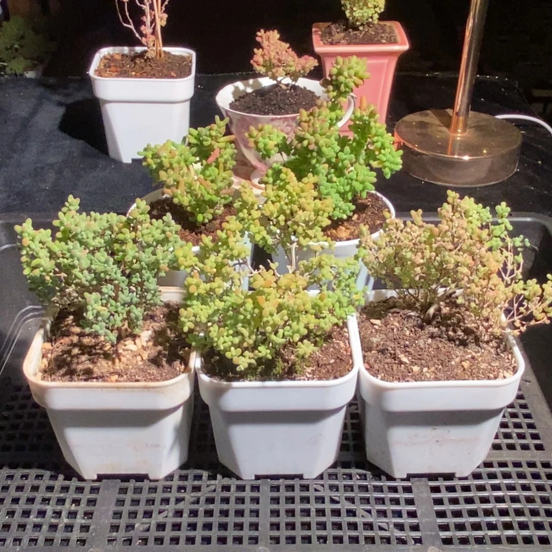 枝干番杏多肉植物906