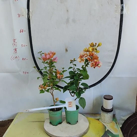 当前无花栽培后可以开花017凤凰+女郎