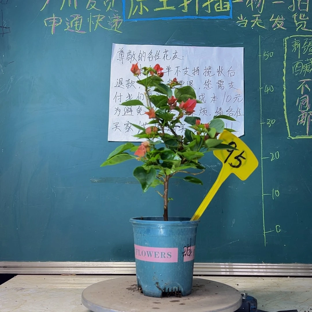 当前无花栽培后可以开花  甜西瓜  95