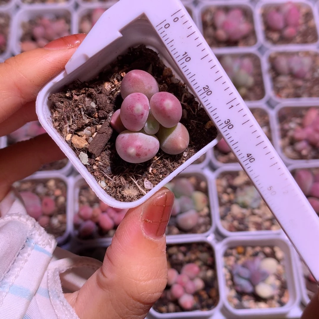 粉甜果甜果哦哦哦哦