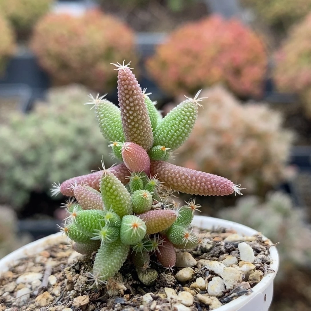 实生玉米8262枝干番杏