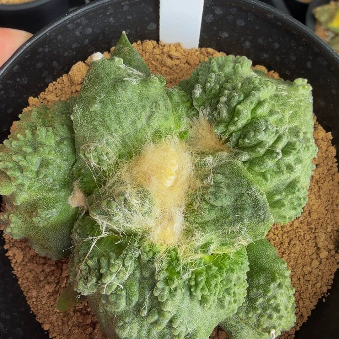 超级爆炸怒实生捡漏