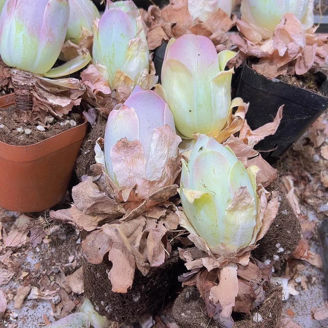 老桩粉桃5个19包邮