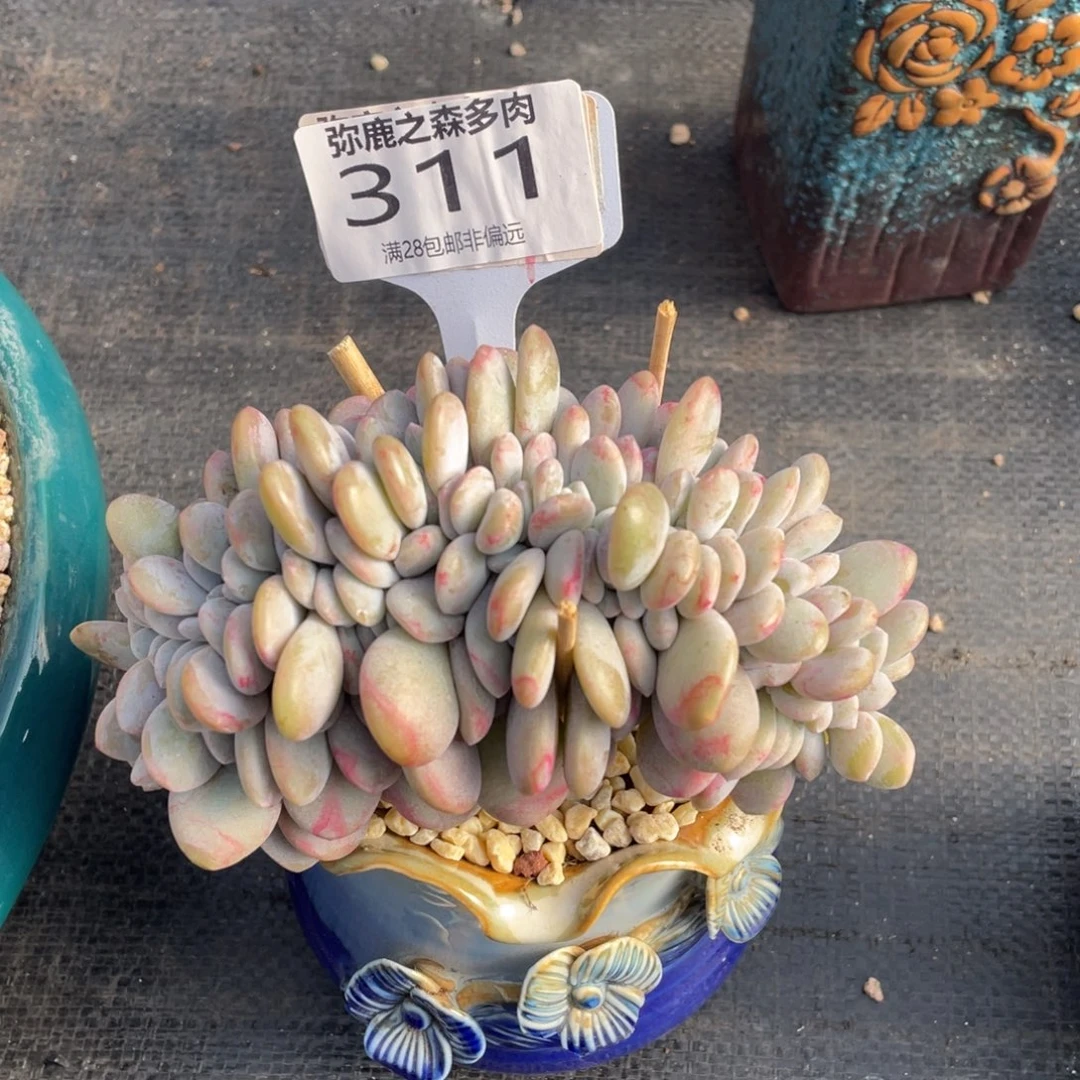 弥鹿之森多肉0311