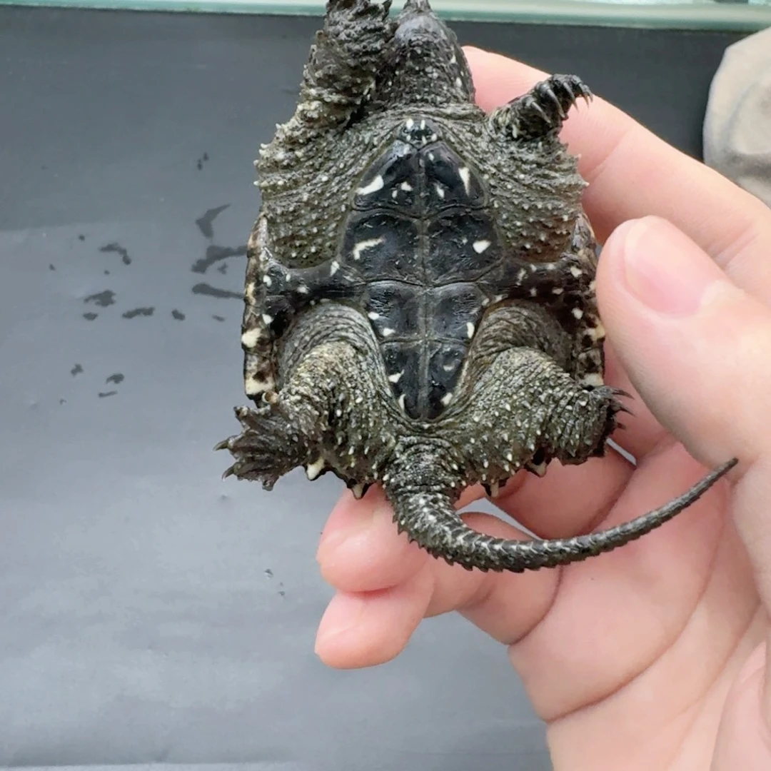 小鳄龟公母搭配444