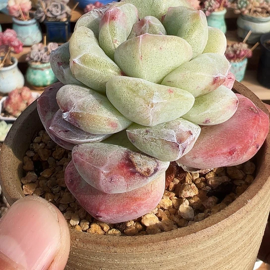 冰玉石化老桩单头1297