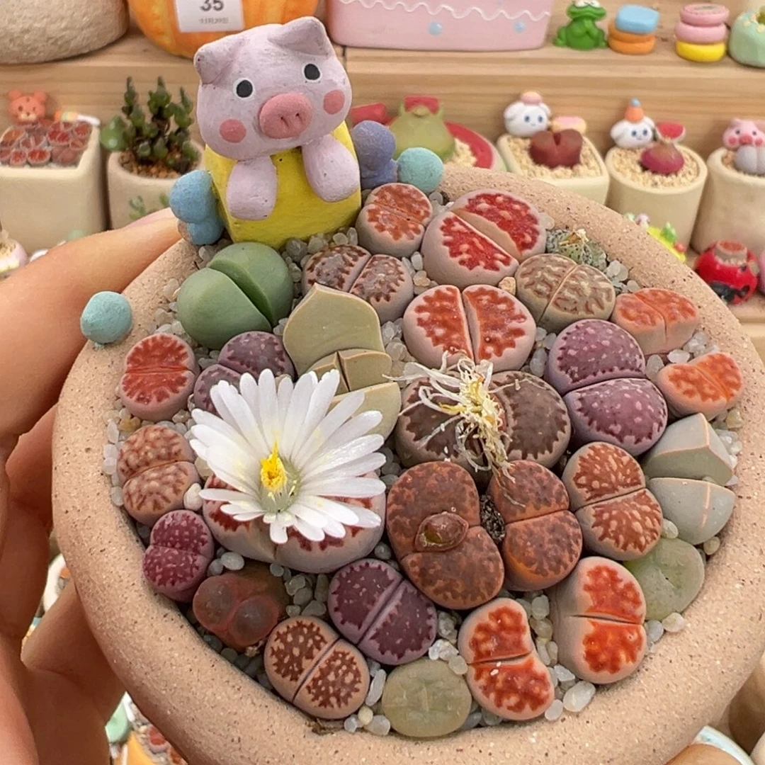 多肉植物46号彩色