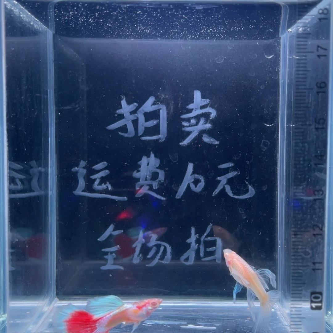 孔雀鱼蓝白火烧云大C一对