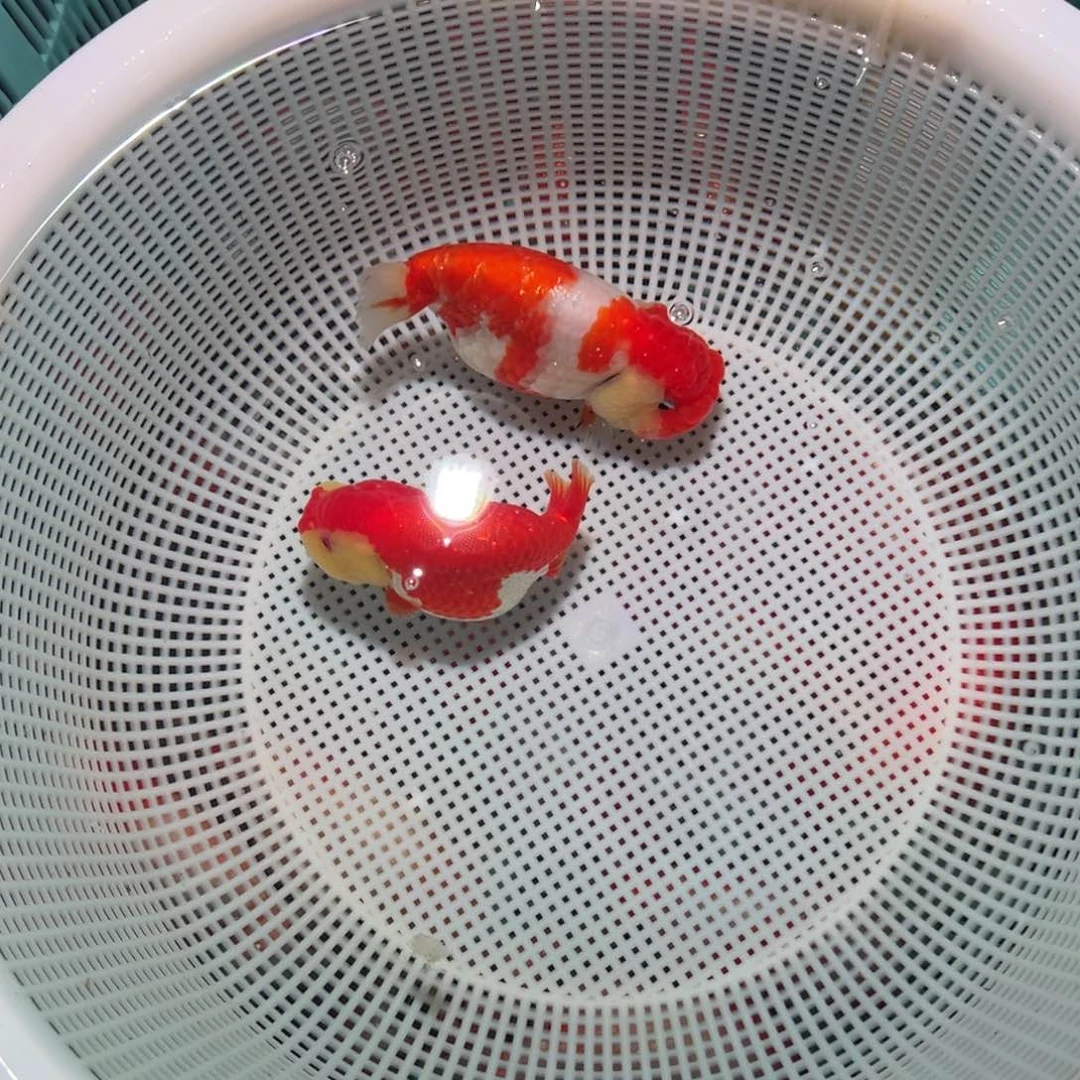 王****海水鱼潘氏金鱼兰寿金鱼