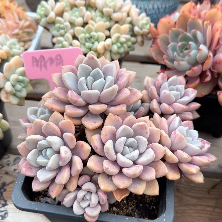 白露老桩五十包邮