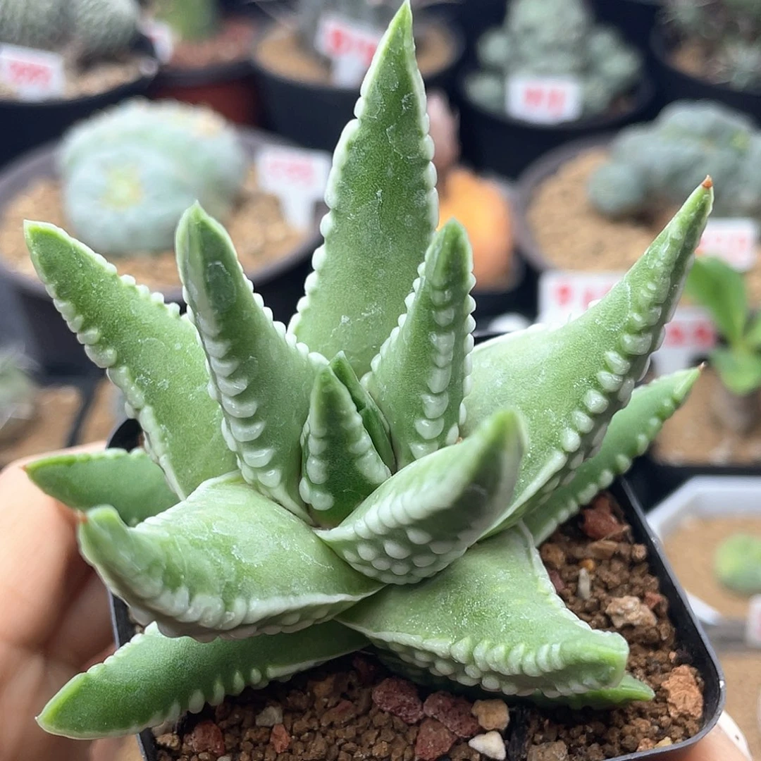 实生大尤恐龙泪珠仙人球