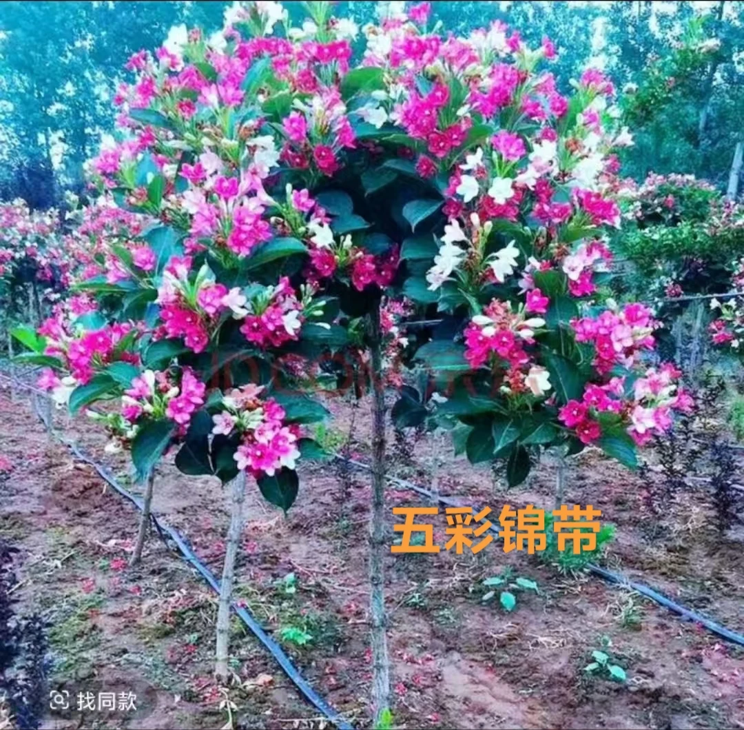 重瓣棣棠花苗麻球锦带等盆栽耐阴攀援绿植浓香多花耐寒四季花卉