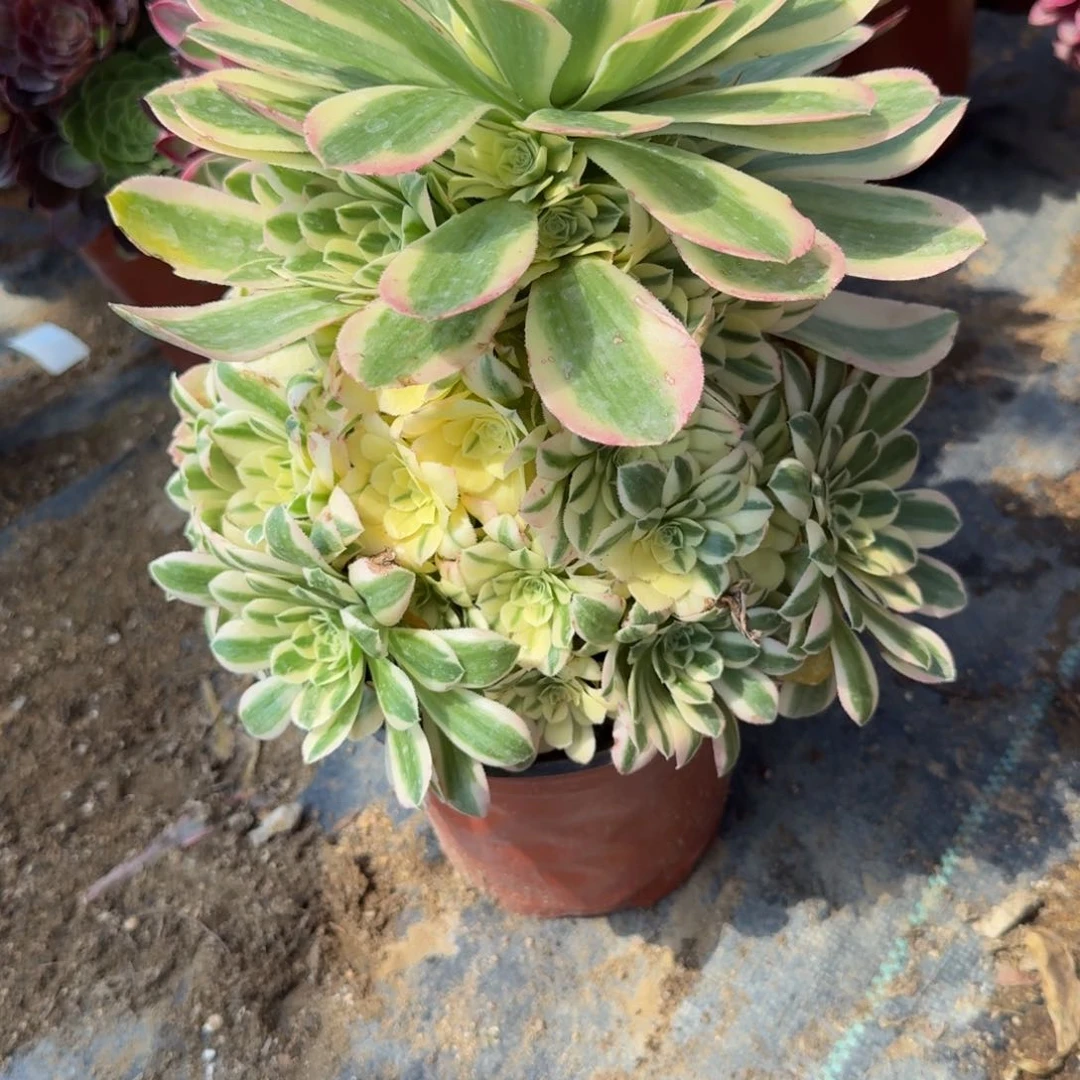 8681迈巴赫。多肉植物