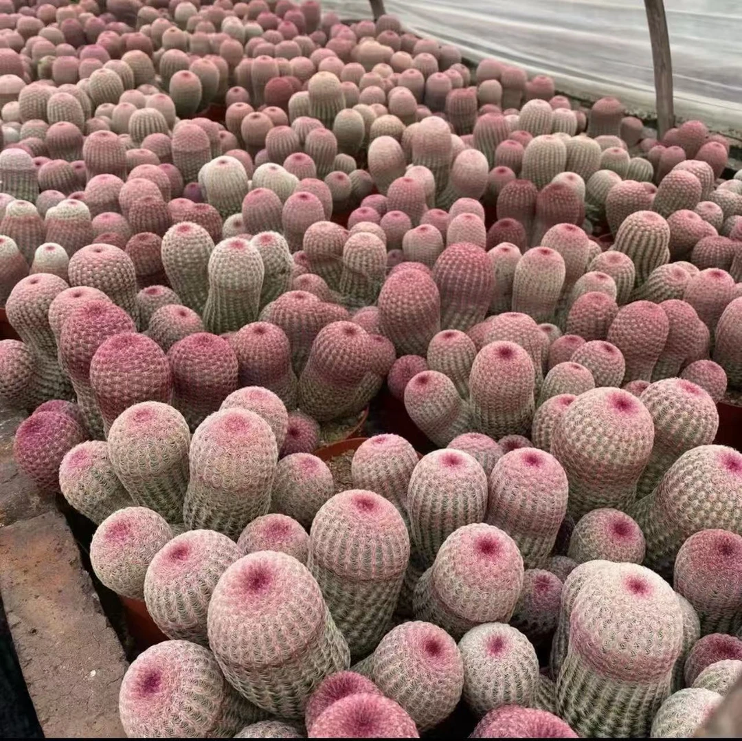 7头红太阳仙人球 漳州基地直发 室内外办公室绿植好养盆栽