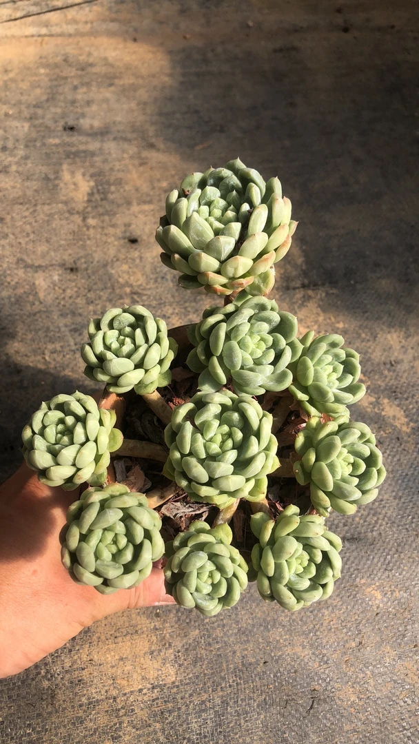 多肉植物百达翡翠手捧花老桩精控