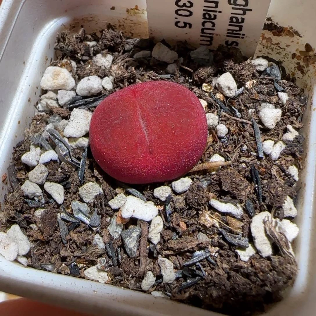 、****肉锥多肉植物组合-1618