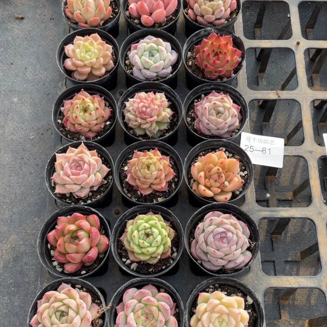 一物一拍18颗25-81