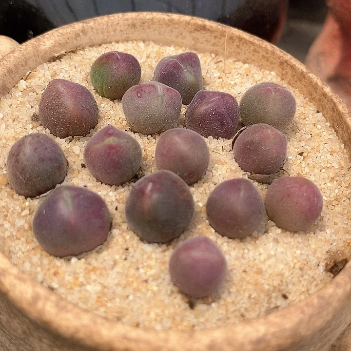 11511紫空蝉一颗