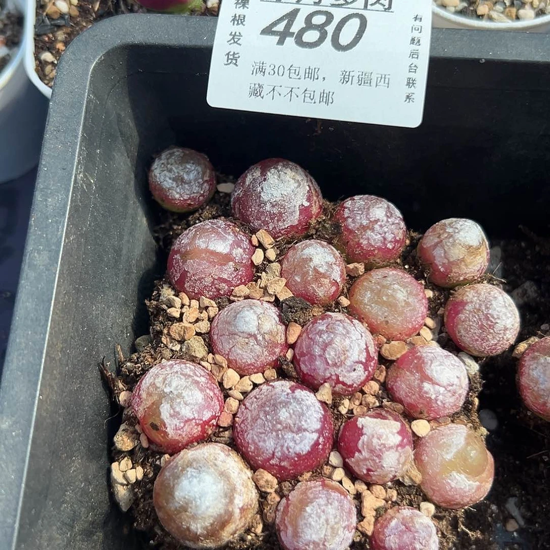 480灯泡带盆土发货